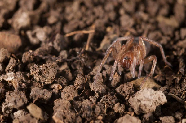 Close Van Spin Natuurlijke Habitat — Stockfoto