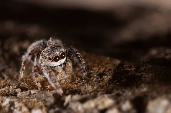 Nahaufnahme Einer Spinne Natürlichem Lebensraum — Stockfoto