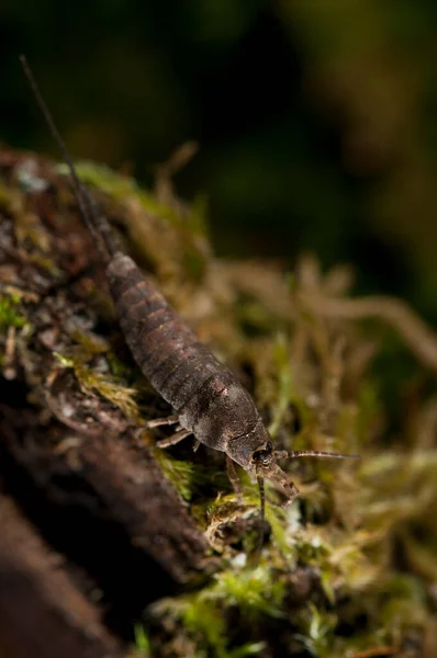 Közeli Ugró Sörte Archaeognatha — Stock Fotó