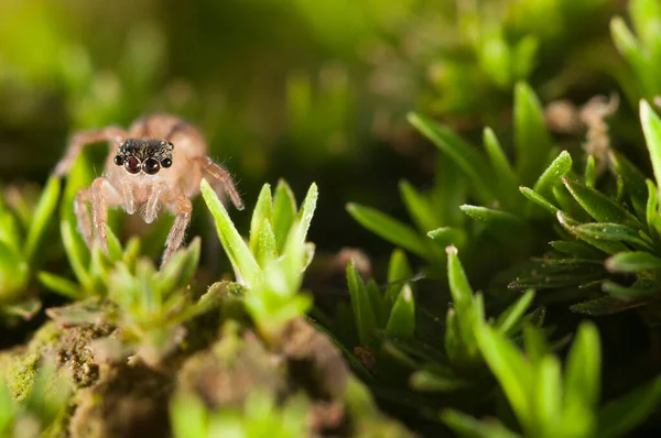 Doğal Ortamdaki Örümceğin Yakın Çekim Görüntüsü — Stok fotoğraf