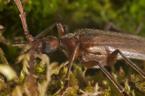 Detailní Záběr Brouka Vesperus Ligusticus Vesperidae — Stock fotografie