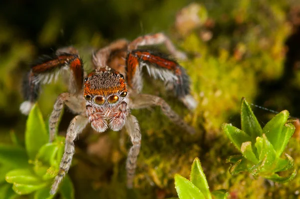 自然生息地でのクモの接近ショット — ストック写真