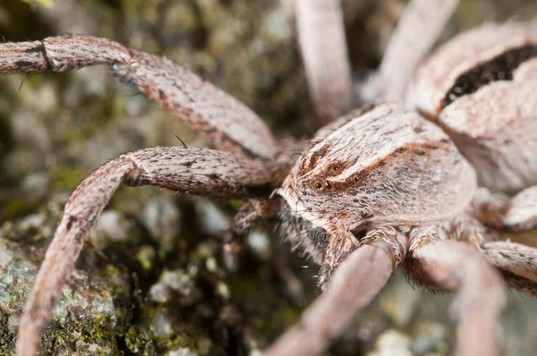 Thanatus Formicinus Philodromidae Nézet — Stock Fotó