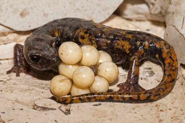 自然生息地で卵を持つSpeleomantes Strinatii Strinati Cave Salamander 女性のショットのクローズアップショット ロイヤリティフリーのストック写真