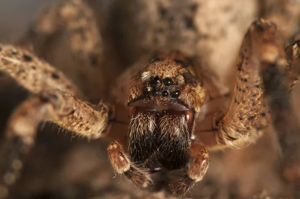 Närbild Spindelinsekten Makrofotografi Stockfoto