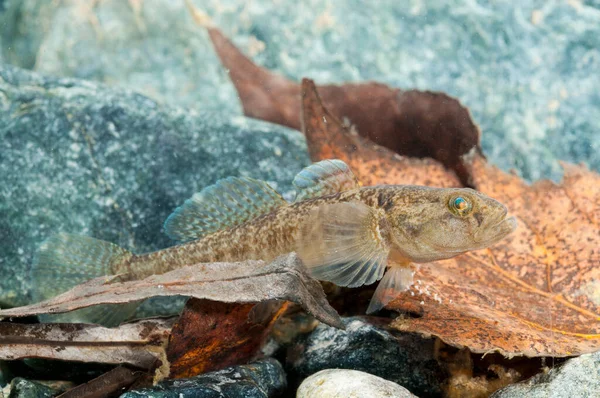 Vista Vicino Padogobius Martensii Gobiidae Immagini Stock Royalty Free