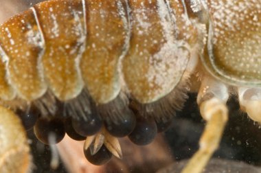 Austropotamobus pallipes (Avrupa tatlı su kerevitleri) görünümü