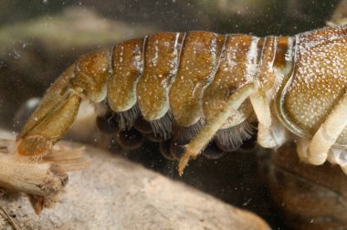 Austropotamobus pallipes (Avrupa tatlı su kerevitleri) görünümü