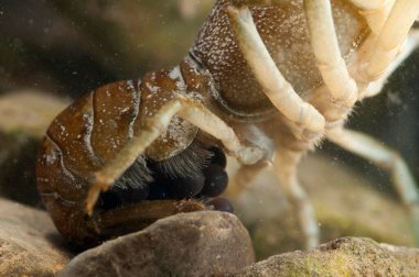 Austropotamobus pallipes (Avrupa tatlı su kerevitleri) görünümü