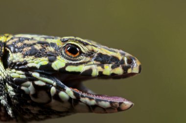 Podarcis muralis (yaygın duvar kertenkelesi) görünümü