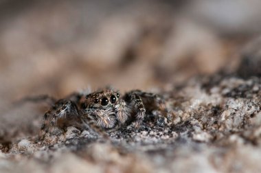 (Salticidae) görünümü