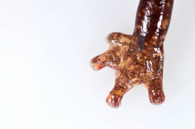 Kertenkele bacağının beyaz arkaplanda yakın plan görüntüsü