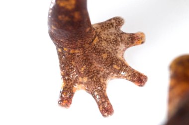 Speleomantes strinatii 'nin (strinati' nin mağara semenderi) beyaz üzerine yakın çekim görüntüsü