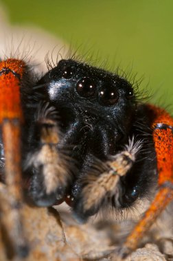 Hugheus chrysops erkek (Salticidae) görünümü