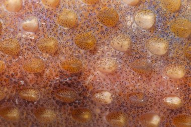 Kertenkelenin doğal ortamdaki yakın çekimi.