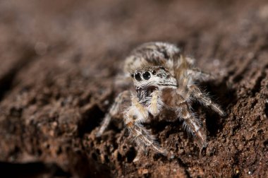 Hugheus chrysops (salticidae) görünümü