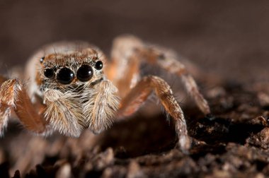 Hugheus chrysops (salticidae) görünümü