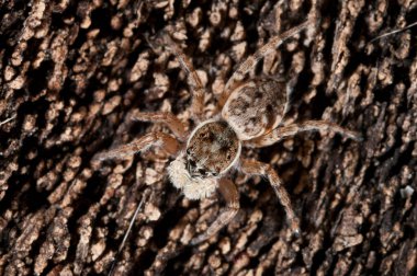 Hugheus chrysops (salticidae) görünümü