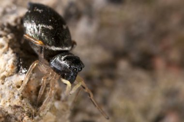 Doğal ortamdaki örümceğin yakın çekim görüntüsü 
