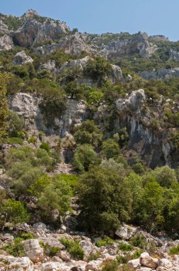 Sardunya manzarası (Golgo plato)