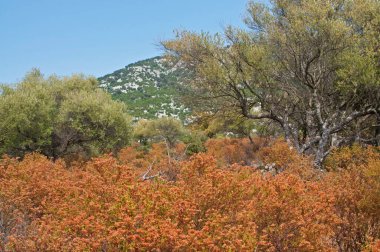 Sardunya manzarası (Golgo plato)