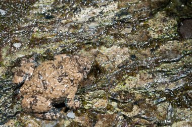 Beyaz arka planda yaygın maydanoz kurbağası (Pelodytes punctatus)