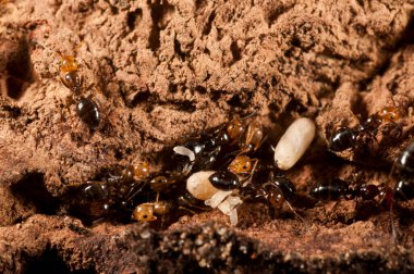 Camponotus lateralis, ağaçsal karınca türü.