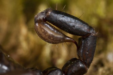 Euscorpius Carpathicus, küçük ahşap akrep, yakın görüş