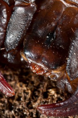 Euscorpius Carpathicus, küçük ahşap akrep, yakın görüş