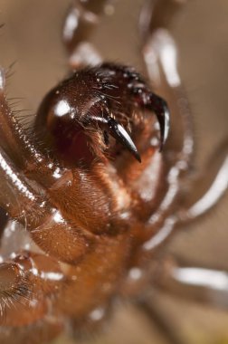 Siyah dantel dokumacının (Amaurobius ferox) doğal ortamdaki yakın çekimi 