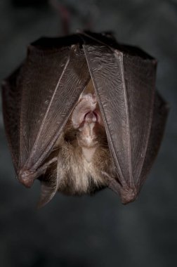 Rhinolophus hipposideros (daha küçük at nalı yarasası))