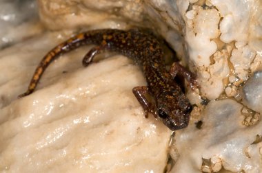 Speleomantes strinatii (strinati 'nin mağara semenderi) 