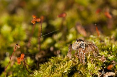 Cyrba Algerina (salticidae) görünümü