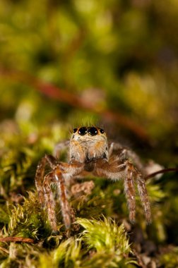 Cyrba Algerina (salticidae) görünümü