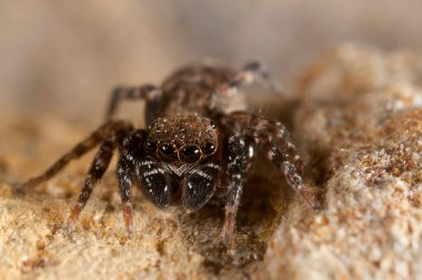Doğal yaşam ortamında (Salticidae) β eus chrysops 'un yakın çekimi 