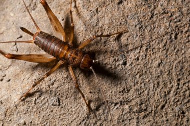 Petaloptila andreinii 'nin yakın plan çekimi (İtalyan salgı bezleri kriketi)
