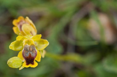 Ophrys bombyliflora (yaban arısı orkidesi) görünümü