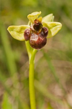 Ophrys bombyliflora (yaban arısı orkidesi) görünümü