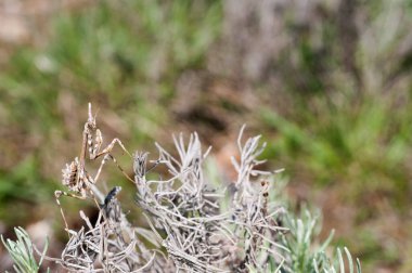 Empusa pennata 'nın (peygamber devesi) doğal ortamdaki yakın çekimi