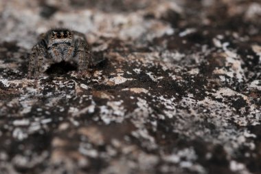 Evarcha SP 'nin yakın çekimi. (zıplayan örümcek)
