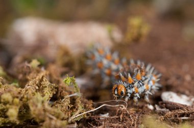 Gri ve turuncu tırtılın yosun üzerindeki makro görüntüsü.