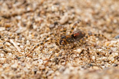 Arctosa perita (kum ayı örümceği) görünümü
