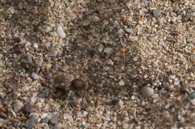 Arctosa perita (kum ayı örümceği) görünümü