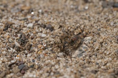 Arctosa perita (kum ayı örümceği) görünümü