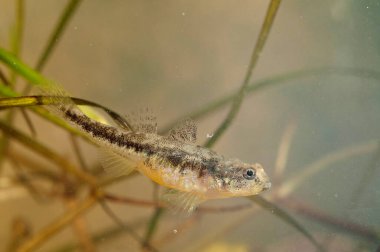Knipowitschia panizzae (Adriyatik cücesi goby)
