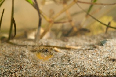 Knipowitschia panizzae (Adriyatik cücesi goby)