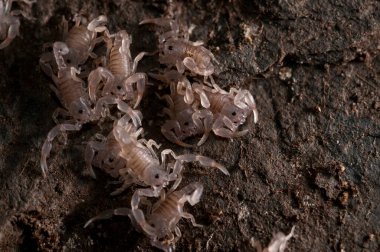 Euscorpius flavicaudis görünümünde yamyamlık