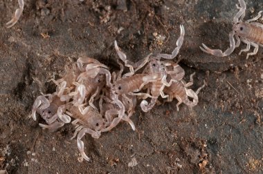 Euscorpius flavicaudis görünümünde yamyamlık
