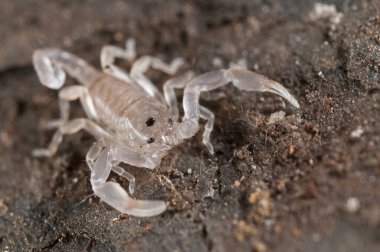Euscorpius flavicaudis görünümünde yamyamlık