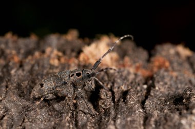 Mezosa curculionoides, Cerambycidae, yakın görüş